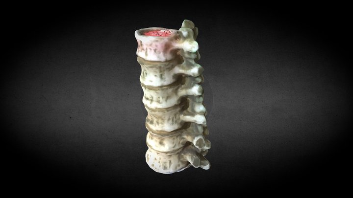 Spine Candle Model 3D Model