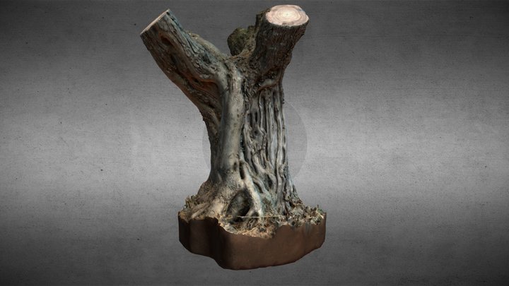 Olive tree 3D Model