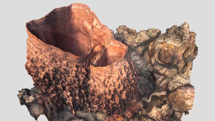 Xestospongia muta – Free 3D Model STL