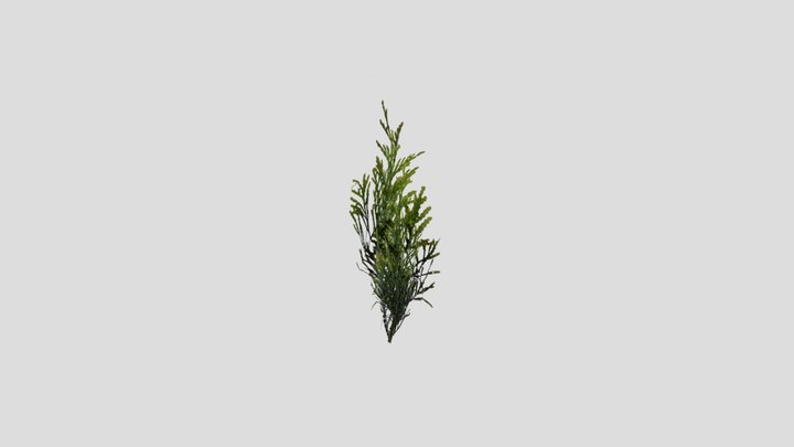 Grass0212 3D Model
