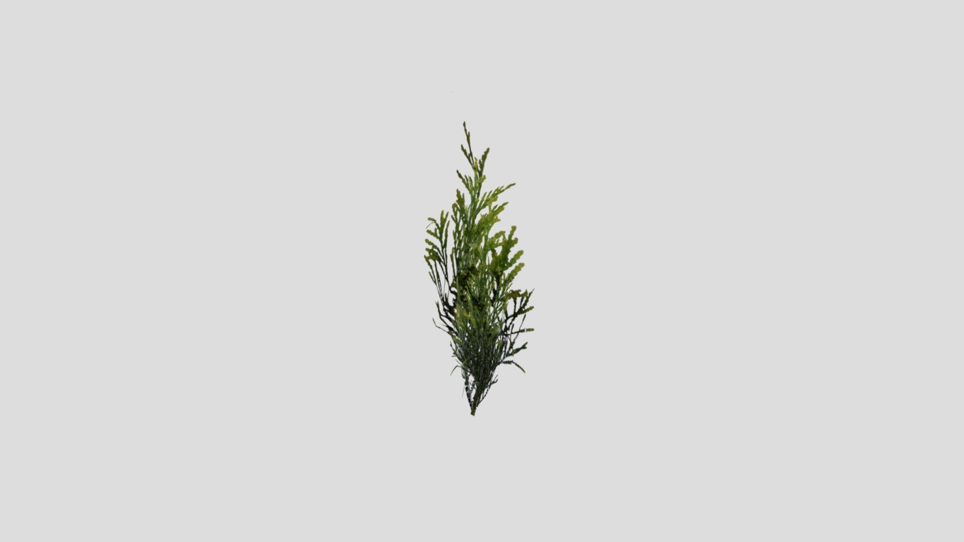 Grass0212