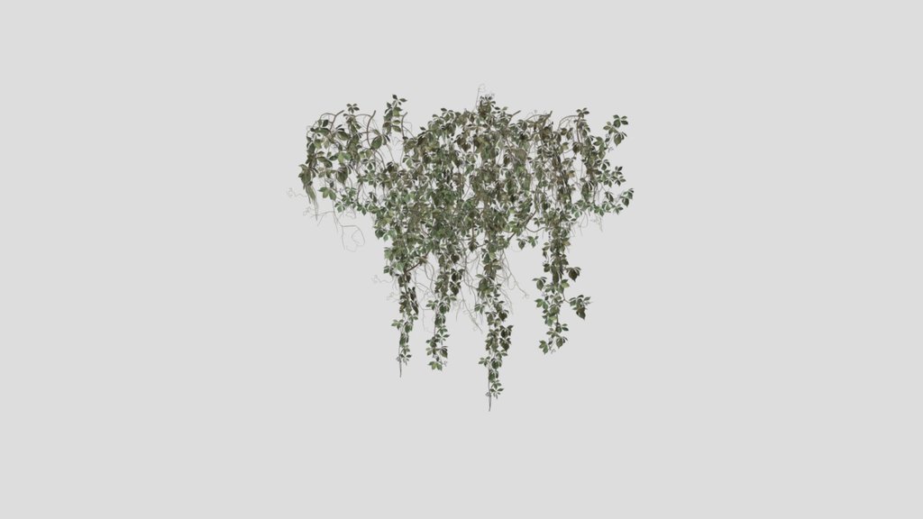 Creepers Vine B2