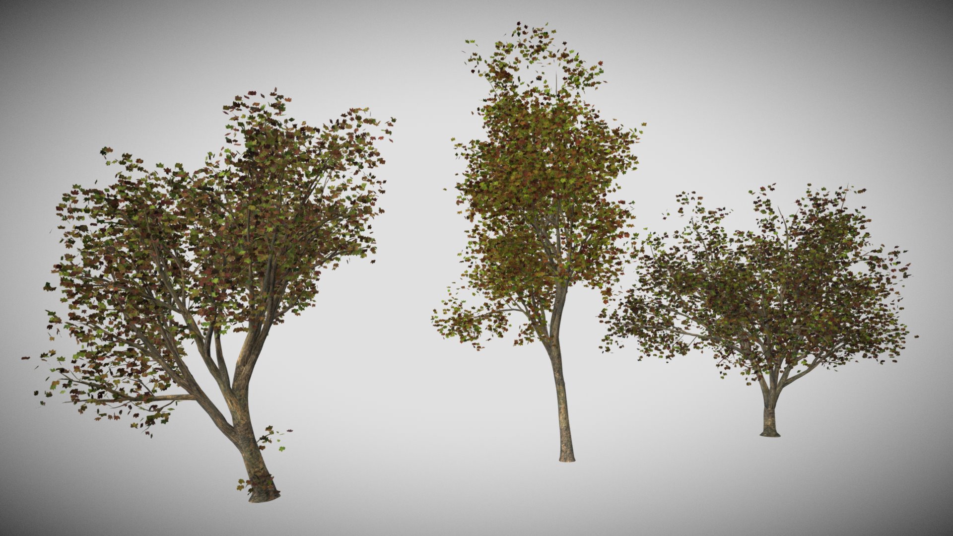 3D model Maples Optimized - This is a 3D model of the Maples Optimized. The 3D model is about a group of trees.