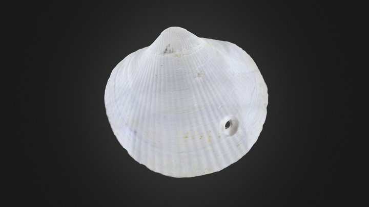 Bivalve: Glycymeris americana (PRI 76898) – Modello 3D gratuito STL