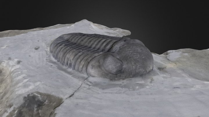 Trilobite: Eldredgeops rana (PRI 49811)