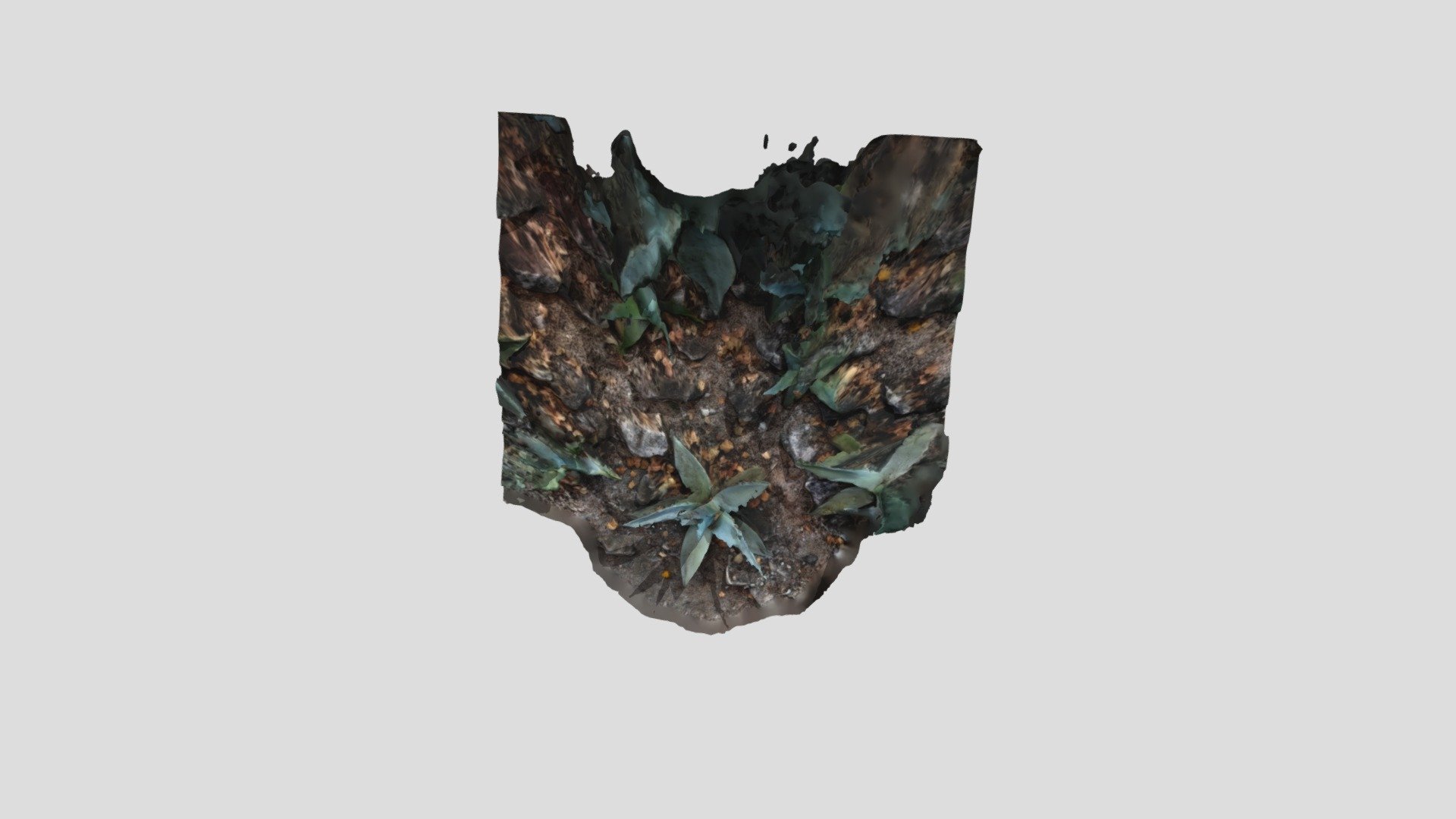 Agave Photogrammetry