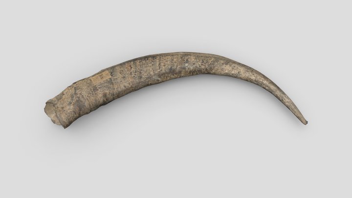 Prehistoric Ibex horn 3D Model