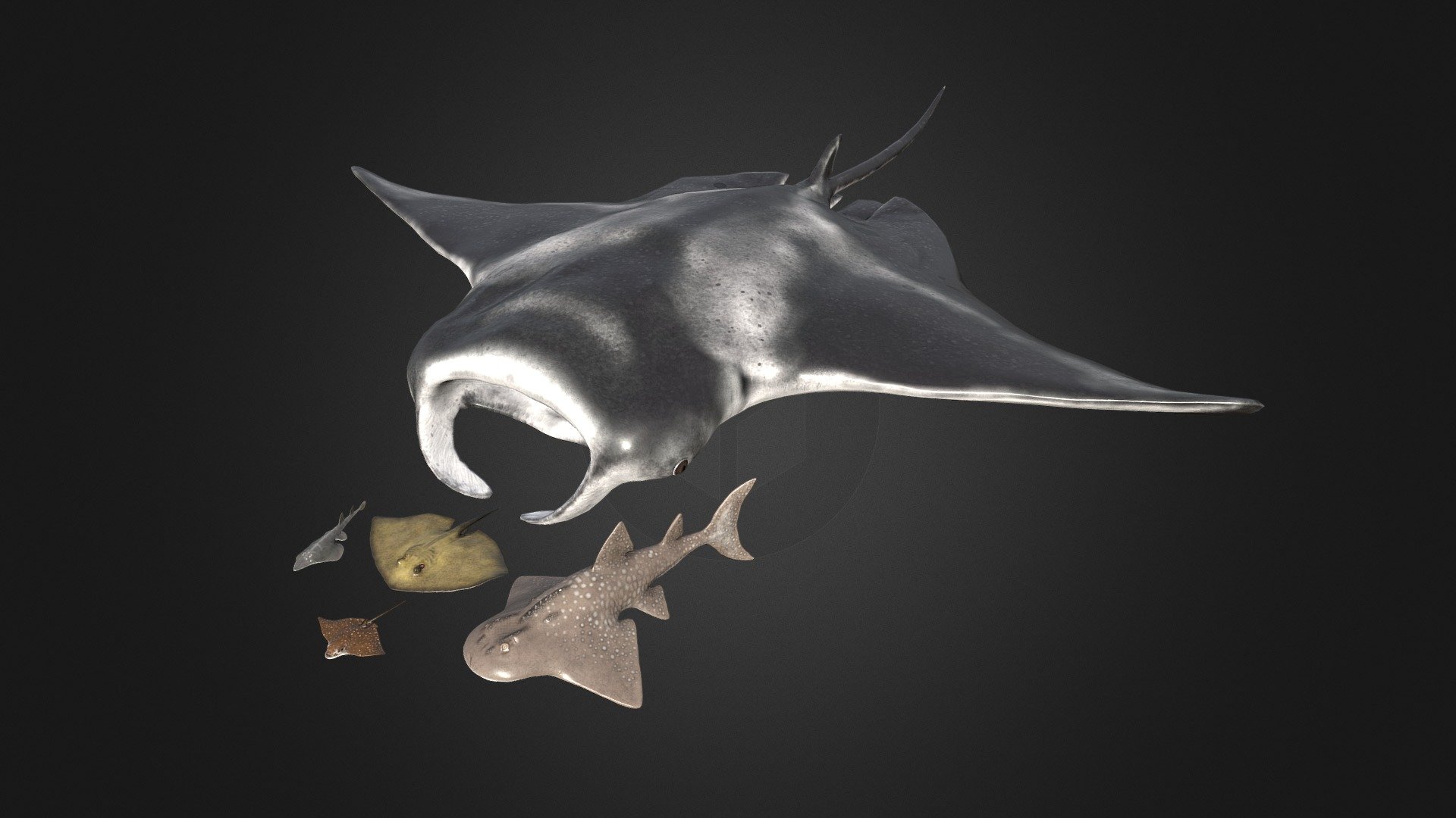 Stingrays Pack Buy Royalty Free 3D model by Rifat3D [c868c90