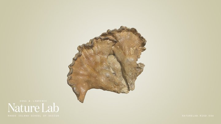 Chicken of the Woods Mushroom