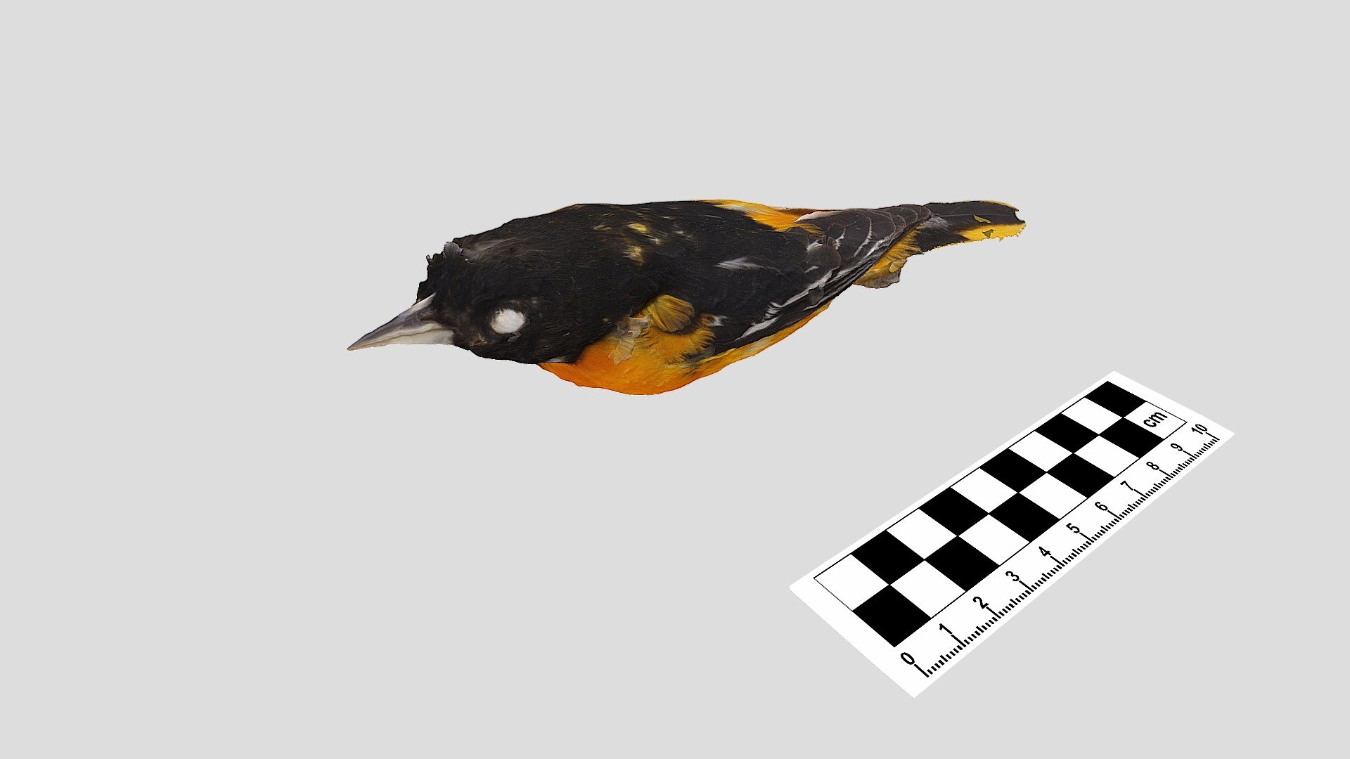Baltimore Oriole_Ruler - Download Free 3D model by Boston College ...
