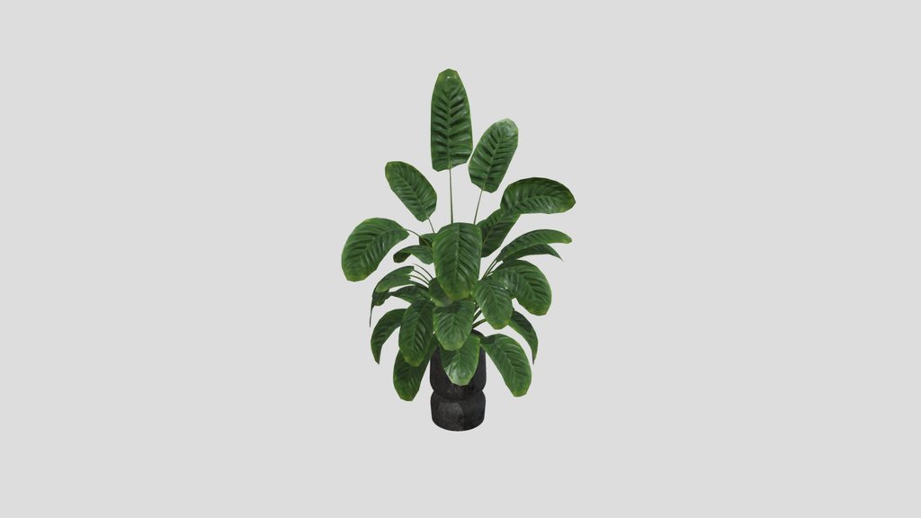 Sj Monstera 03