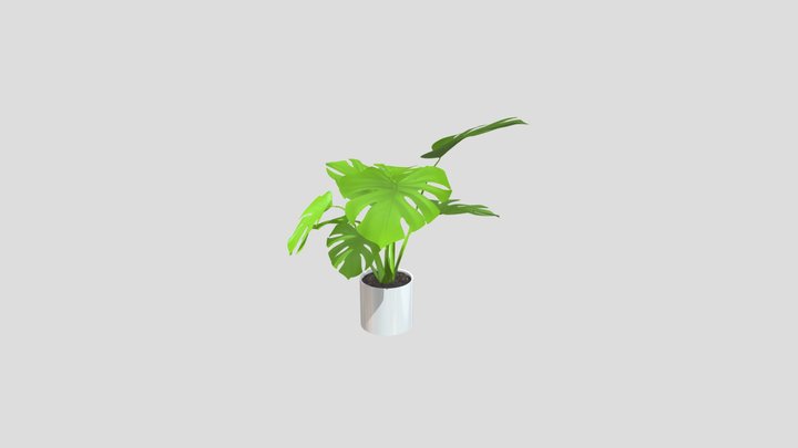 Monstera