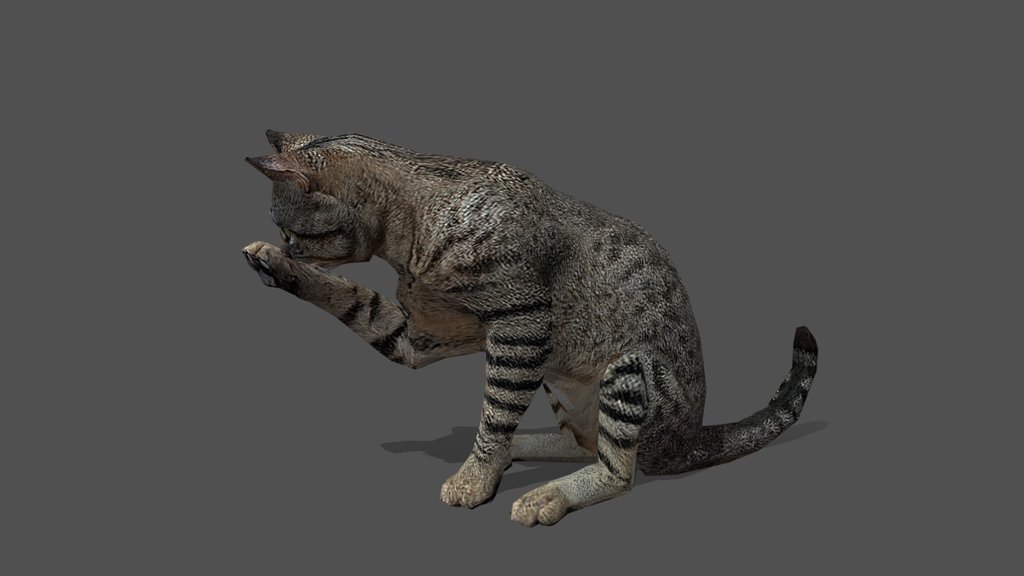 Animated Cat – 3D Animal Model