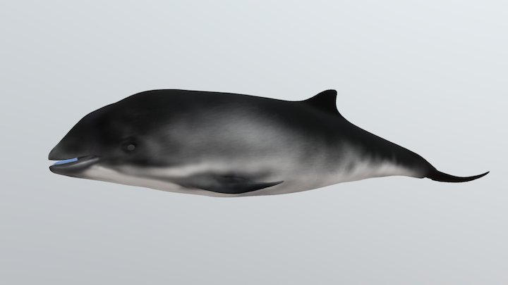 Harbour porpoise 3D Model