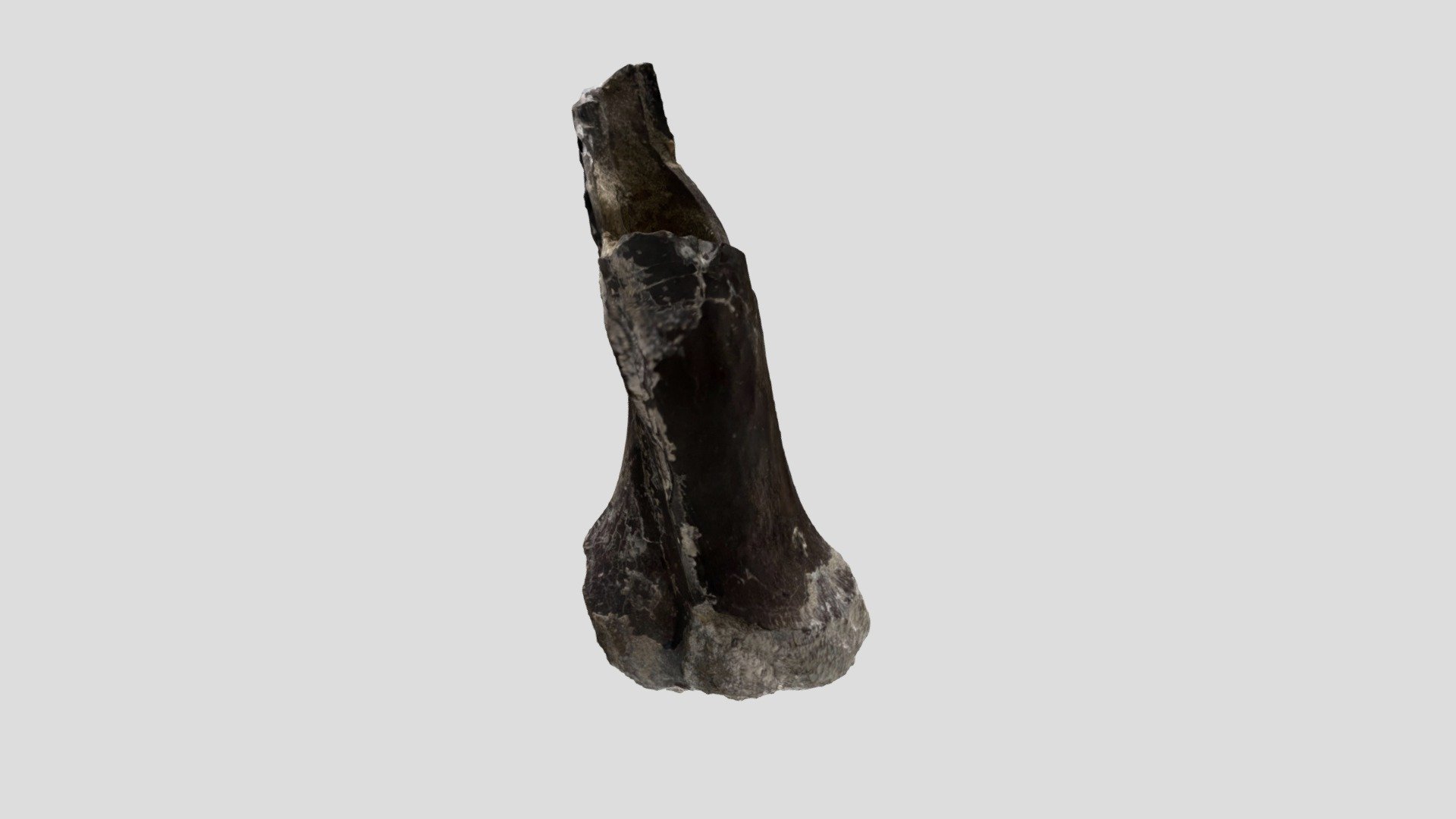Anzu ulna