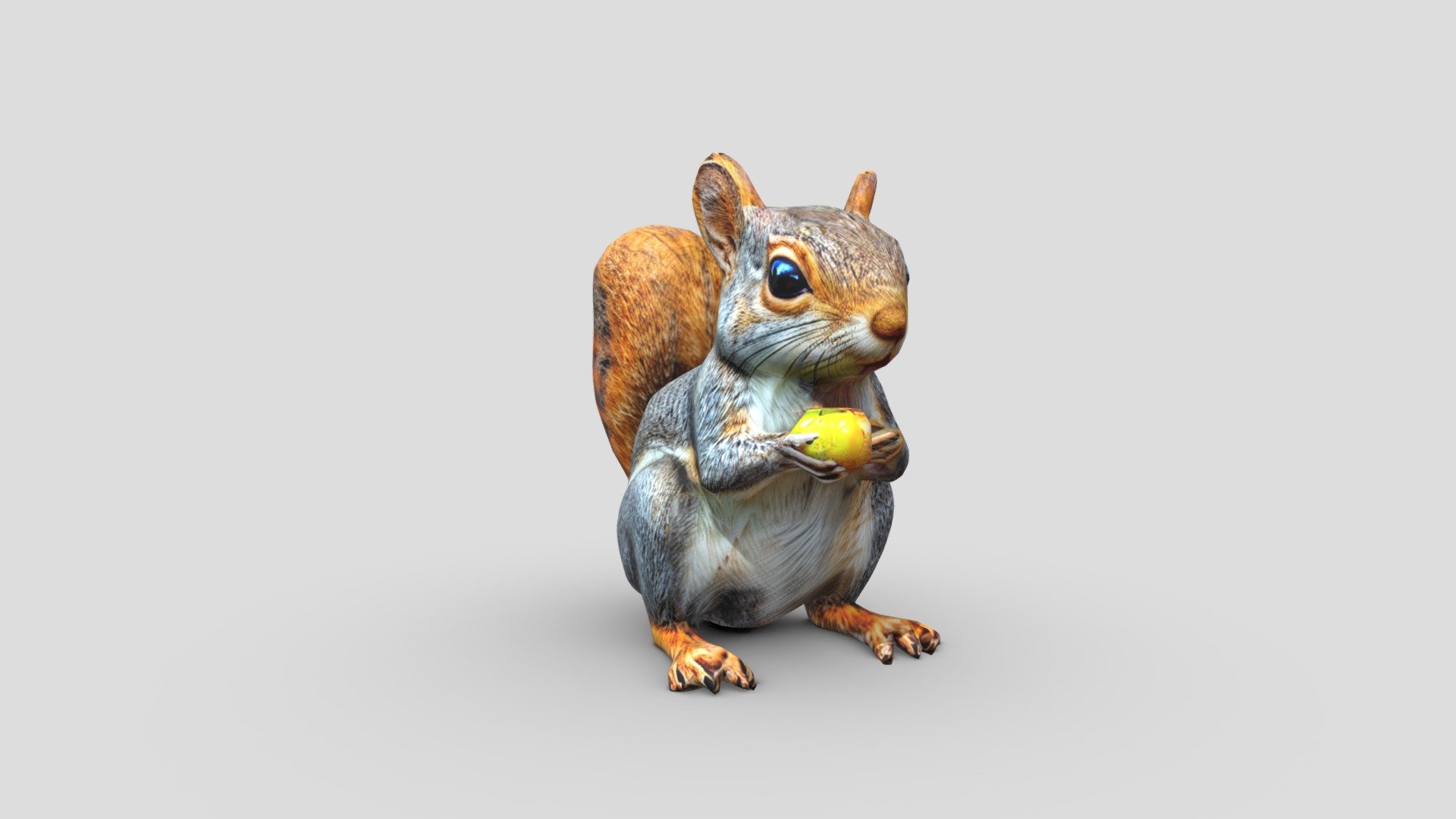 Squirrel - Buy Royalty Free 3D model by Marc Sawyer (@whitewashstudio ...