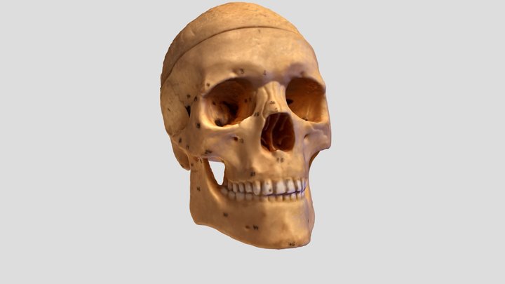 Skull Anatomy model 3D Model