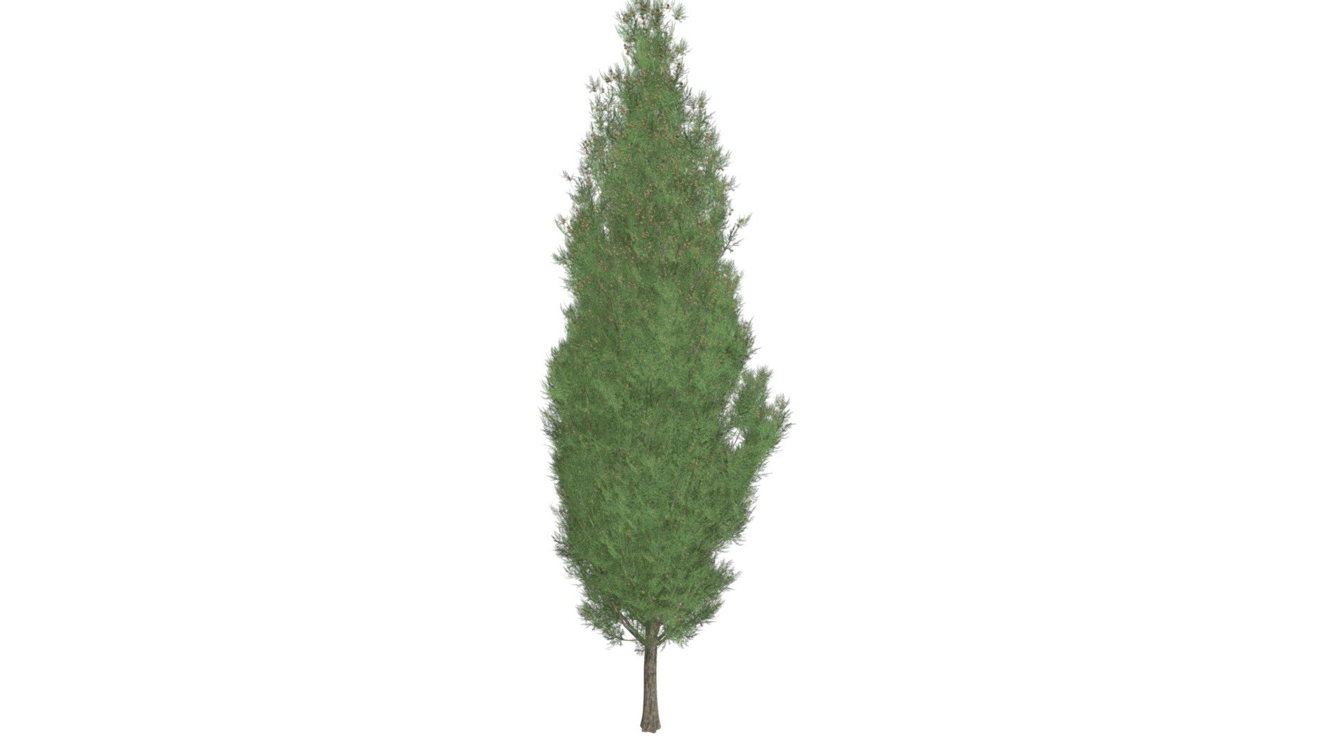 Italian Cypress Tree 05 Buy Royalty Free 3D model by meshshape