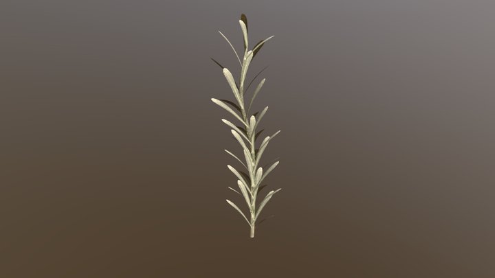Gnaphalium exilifolium plant 3D Model