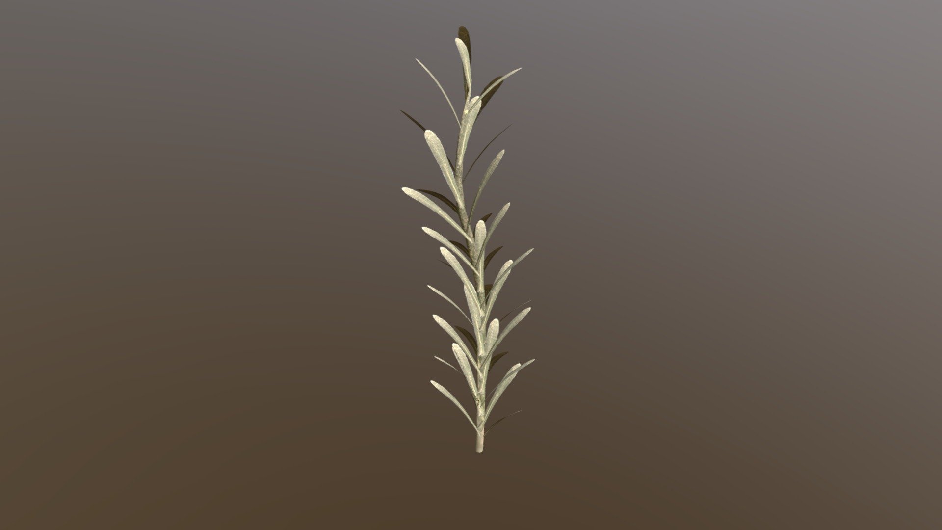 Gnaphalium exilifolium plant - 3D model by modelnprint3D [c881a7e ...