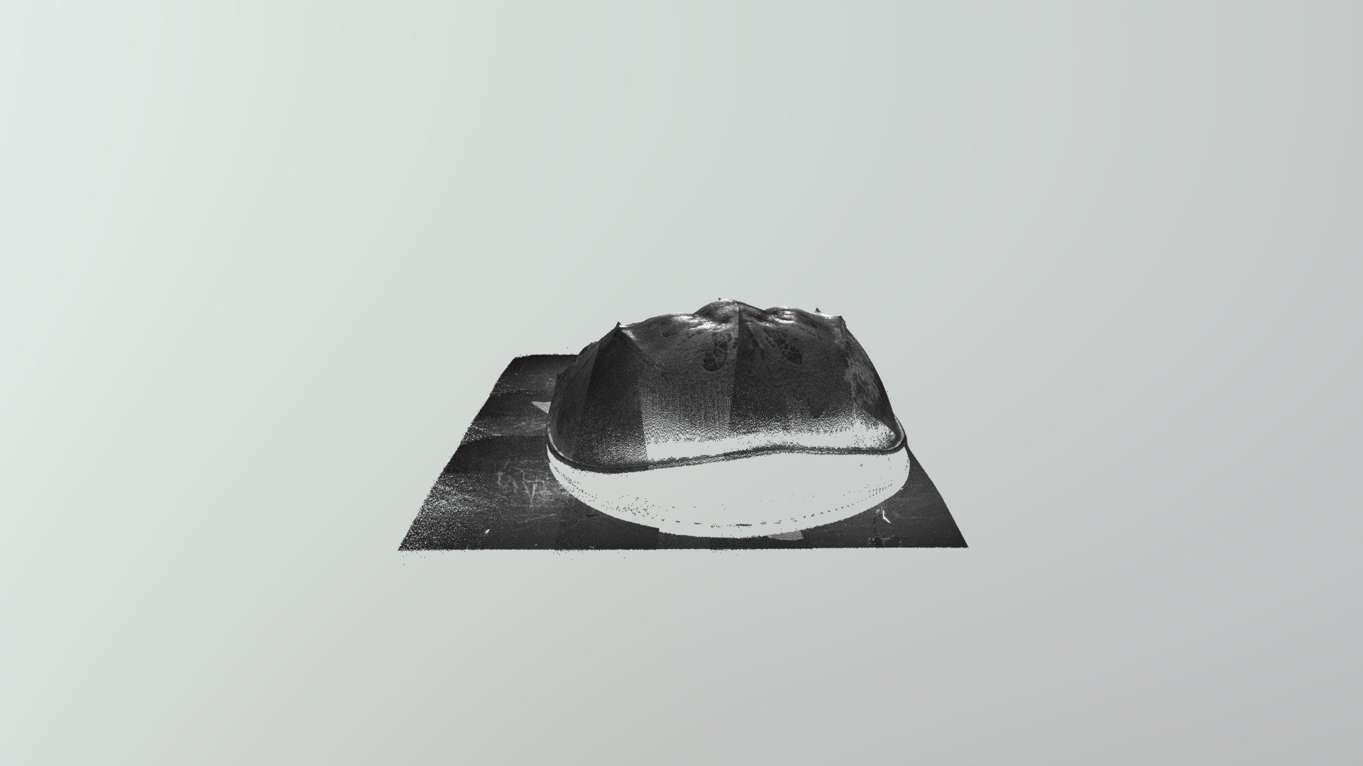 Limulus1