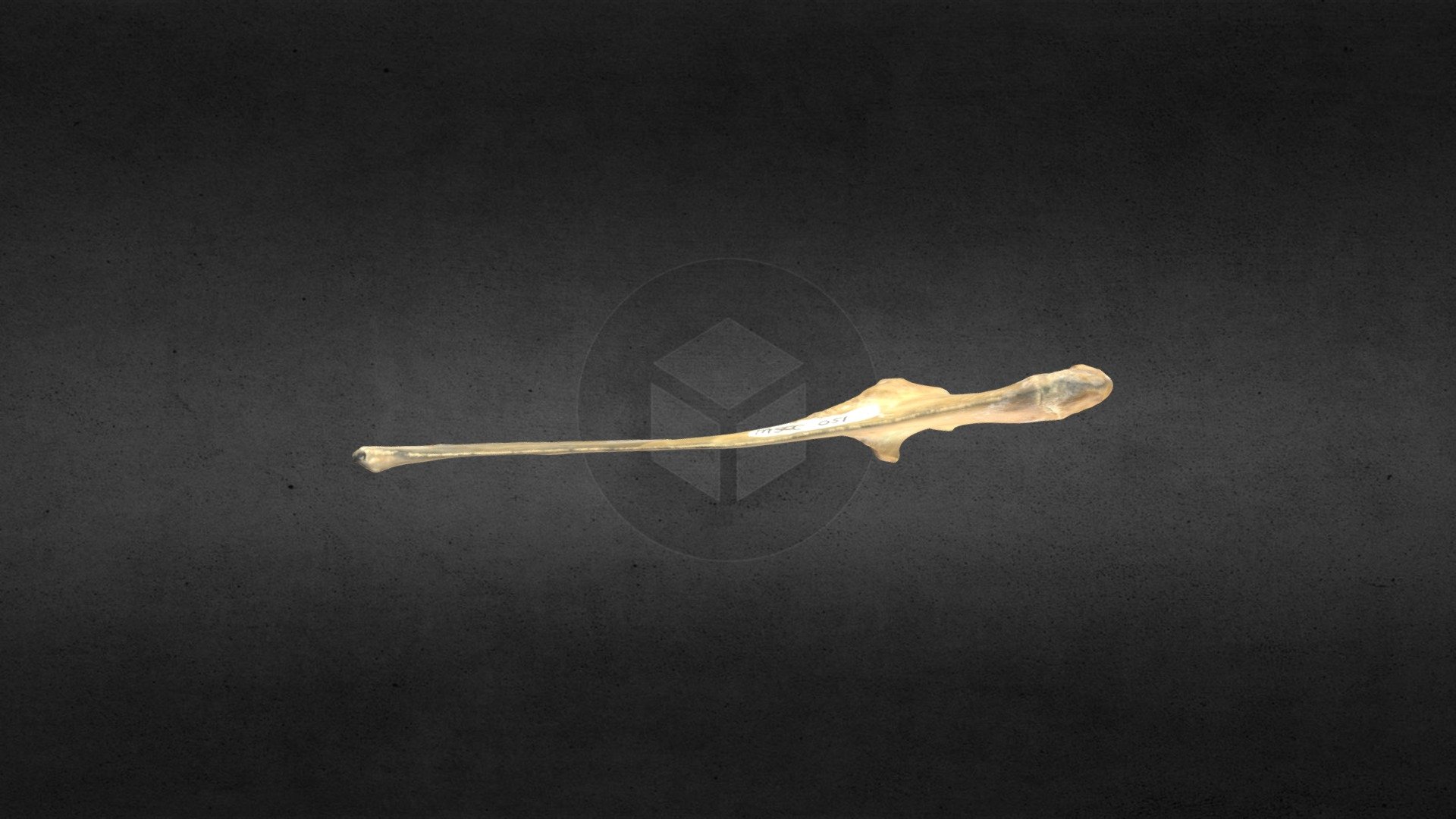 MSCC051 Antilocapra americana Right Ulna