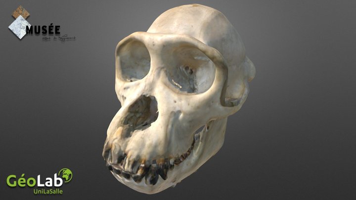 Chimpanzé (Pan troglodytes) 3D Model