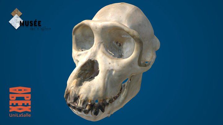 Chimpanzé (Pan troglodytes) 3D Model
