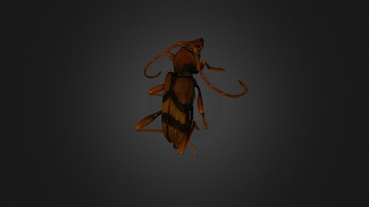 Longhorn Beetle 3D Model