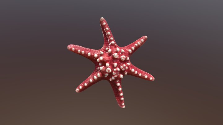 Sea Star 3D Model