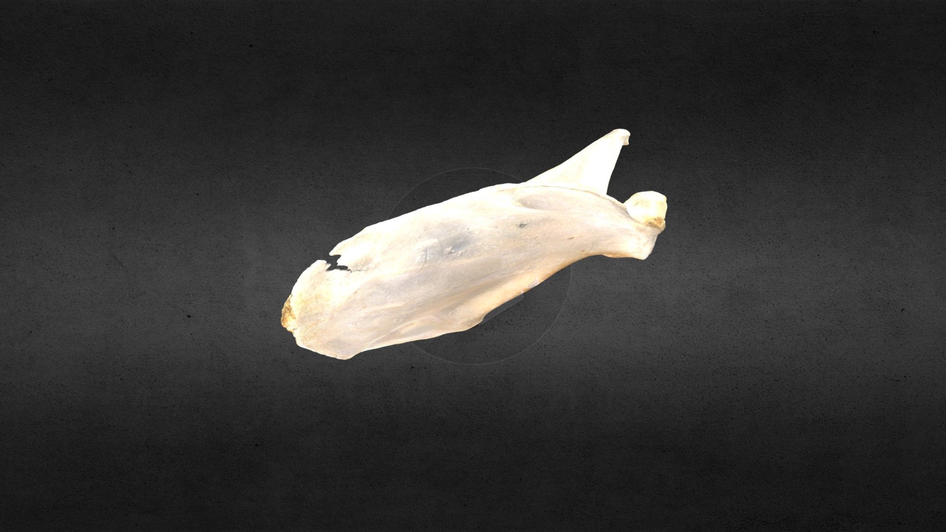 MSCC007 Ursus americanus Left Scapula