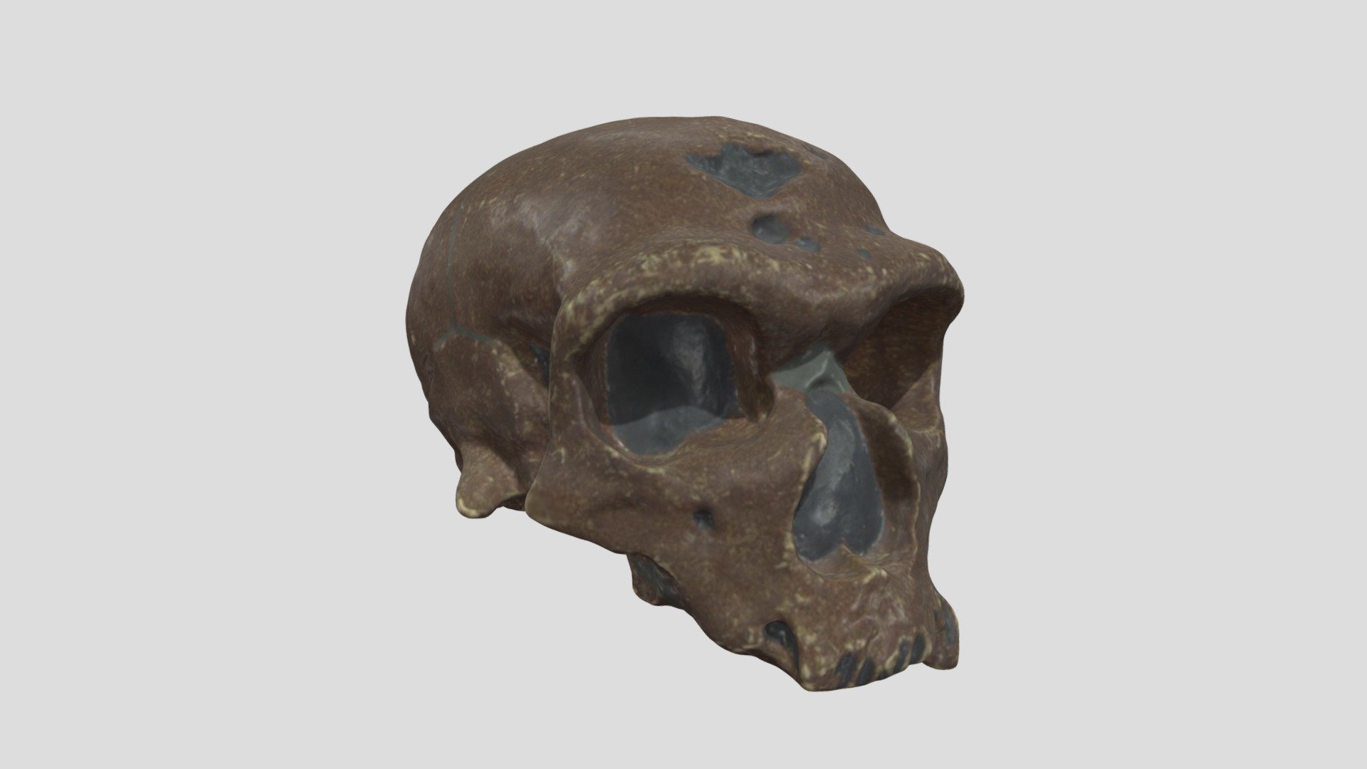 Crâne 16