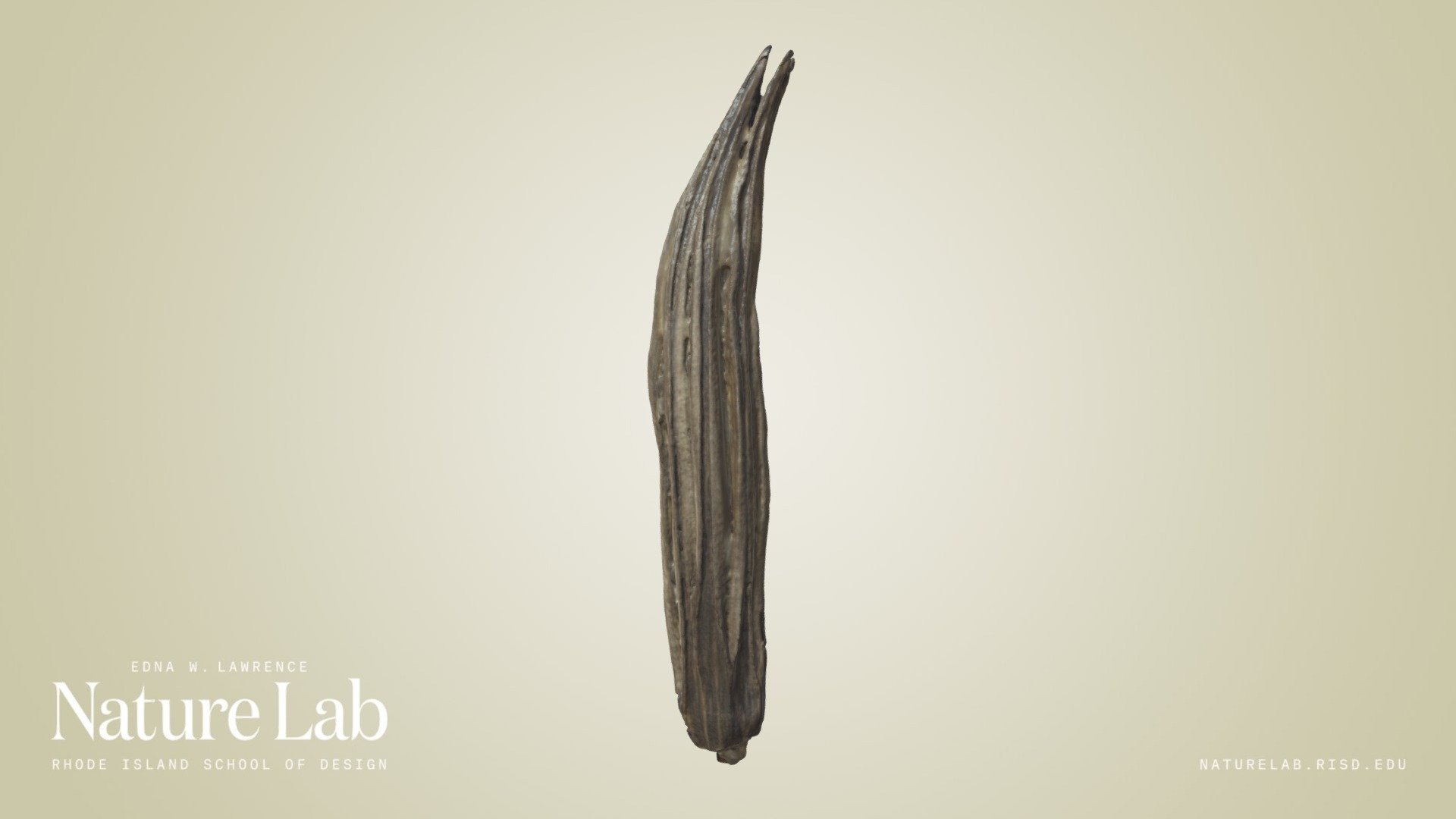 Okra Pod — Sketchfab embed 3D viewer