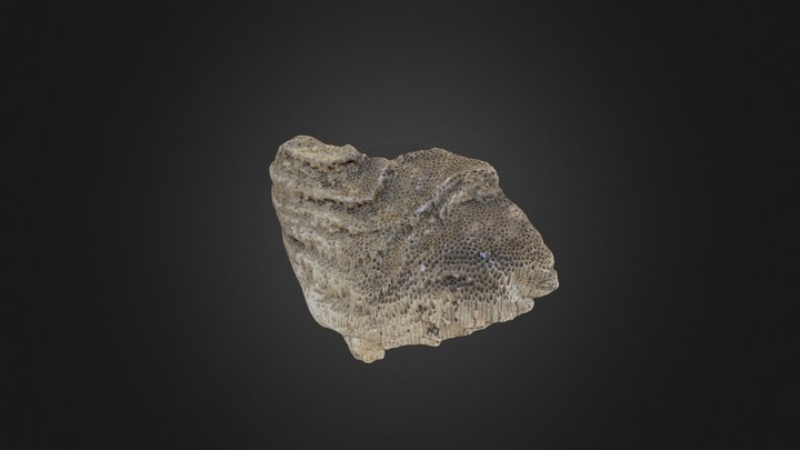 Tabulate Coral: Favosites – Modello 3D gratuito STL