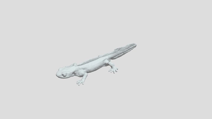 Palmate Newt V1
