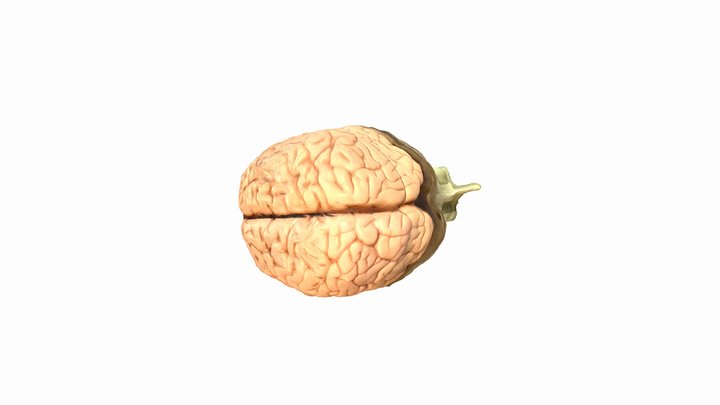 Detailed Whole Brain 3D Model