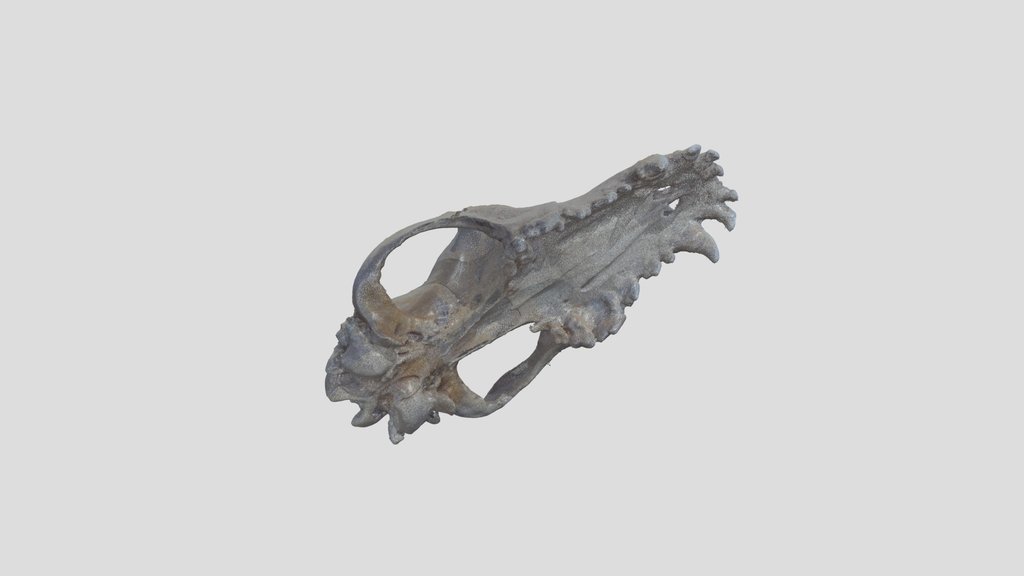 Craneo3_pc