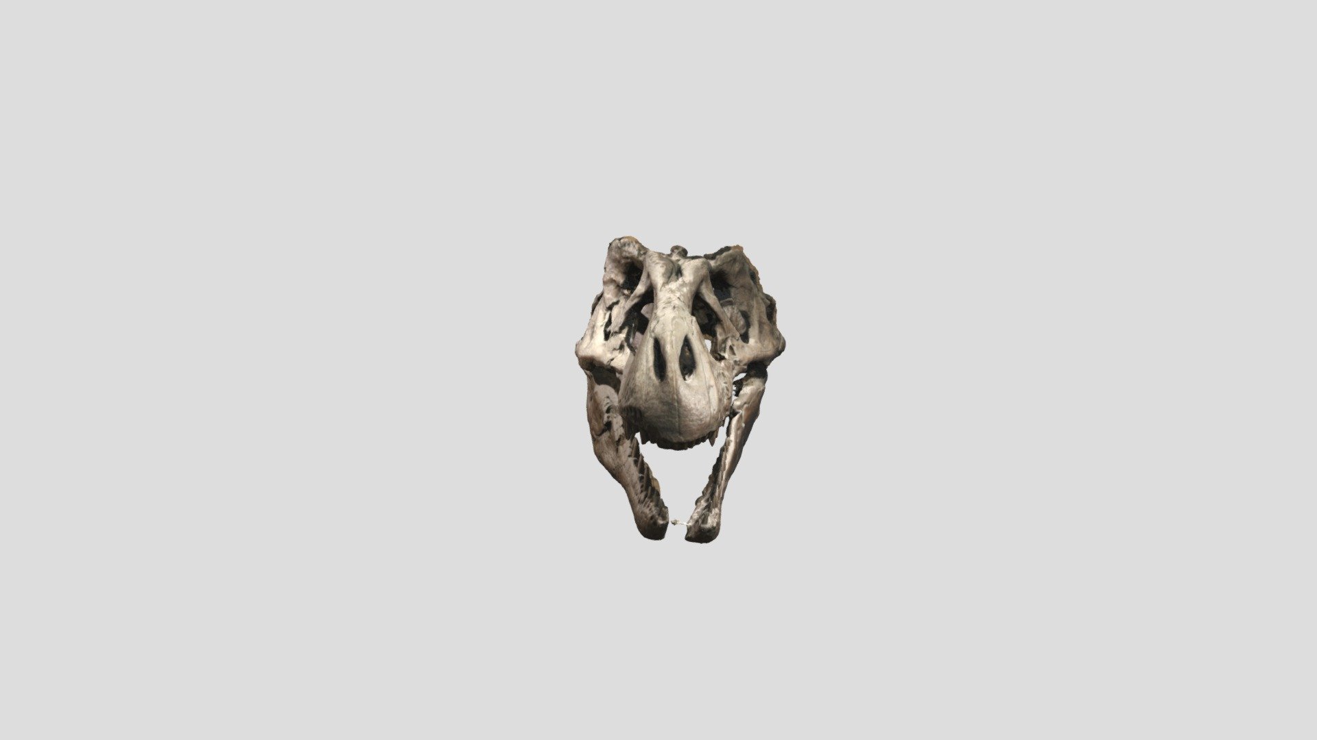 Fossil 10