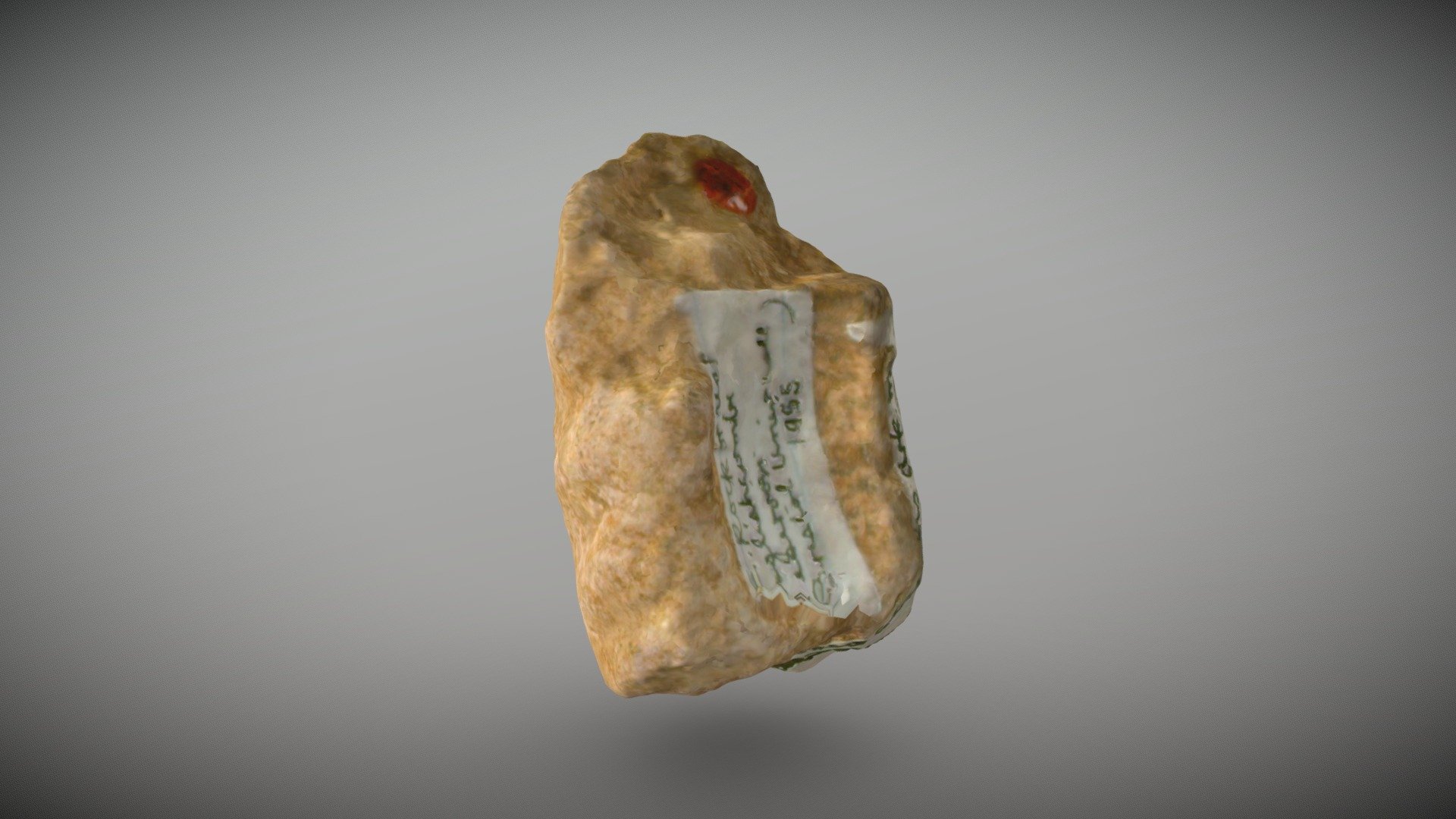 Choffatia cerealis Arkell Paratype
