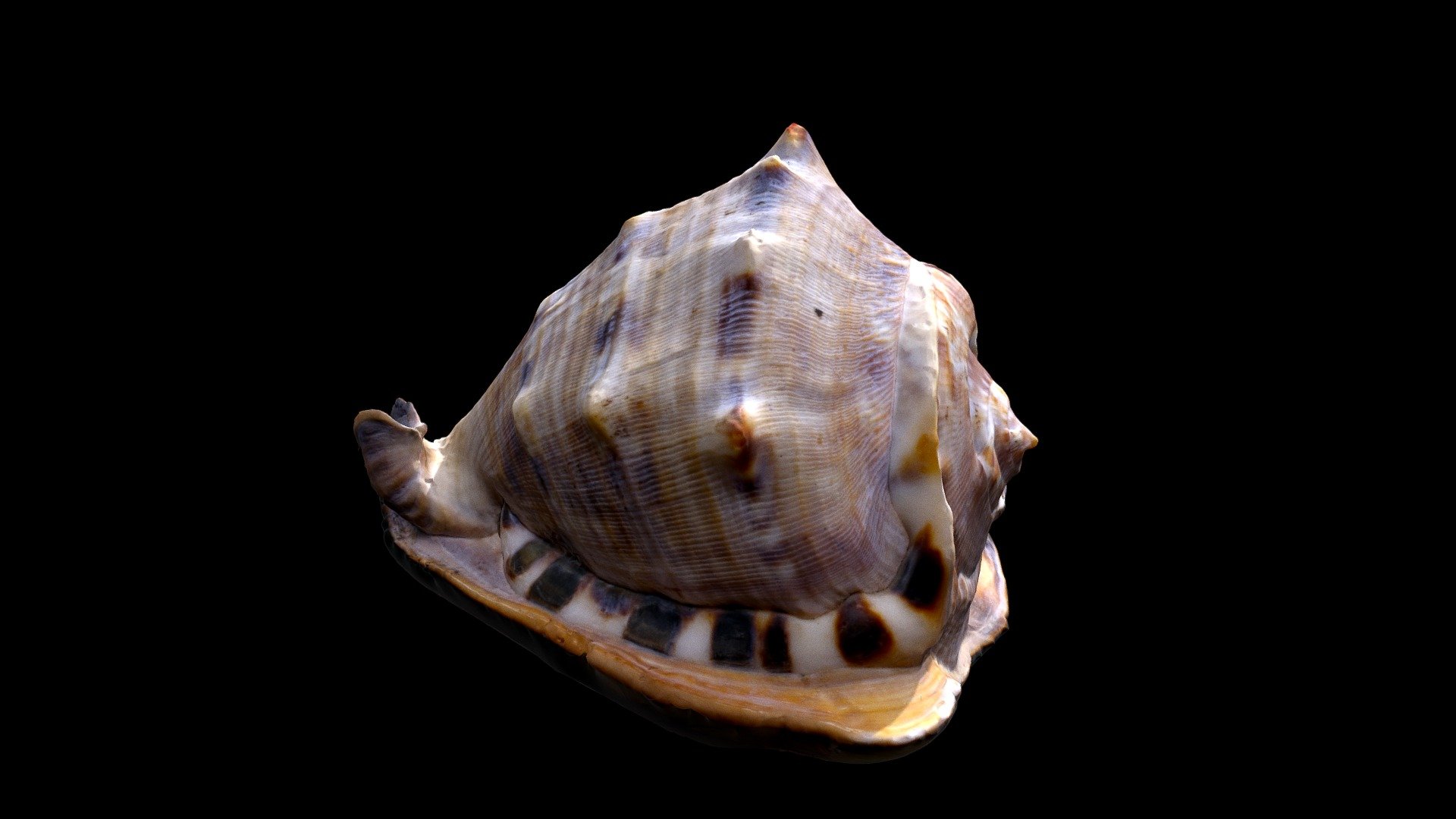 Gasteropodo MD Morales