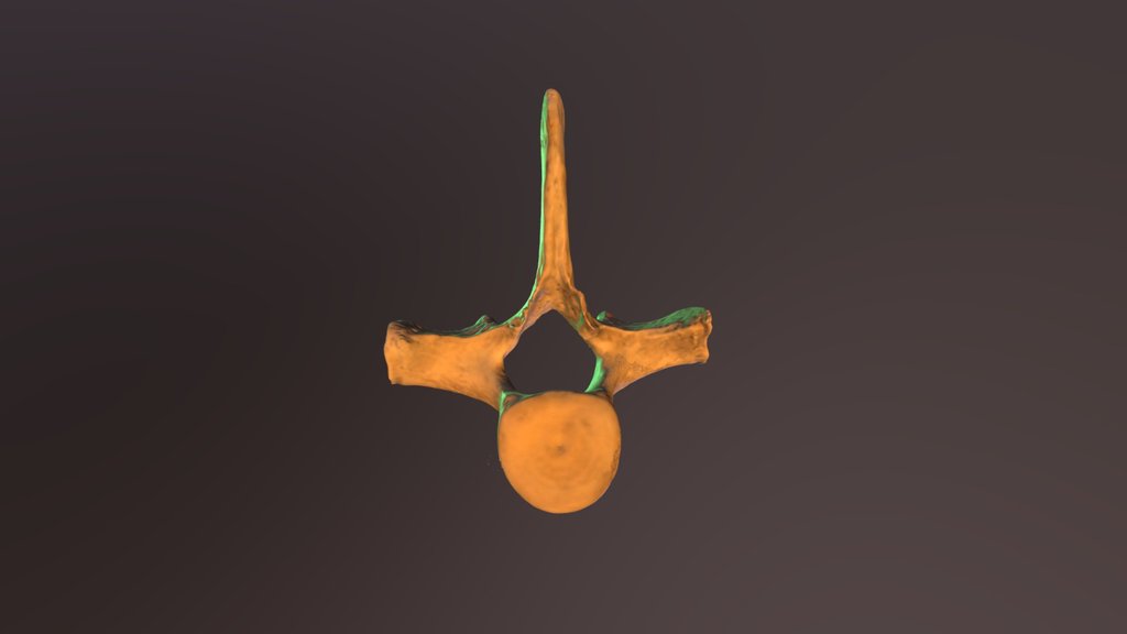 Dolphin Vertebra
