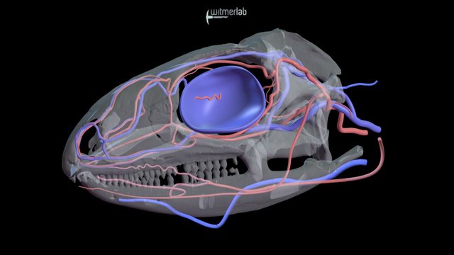 Green iguana head vasculature - OUVC 10603 – Modello 3D gratuito STL