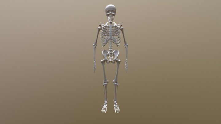 Skelet N031209 3D Model