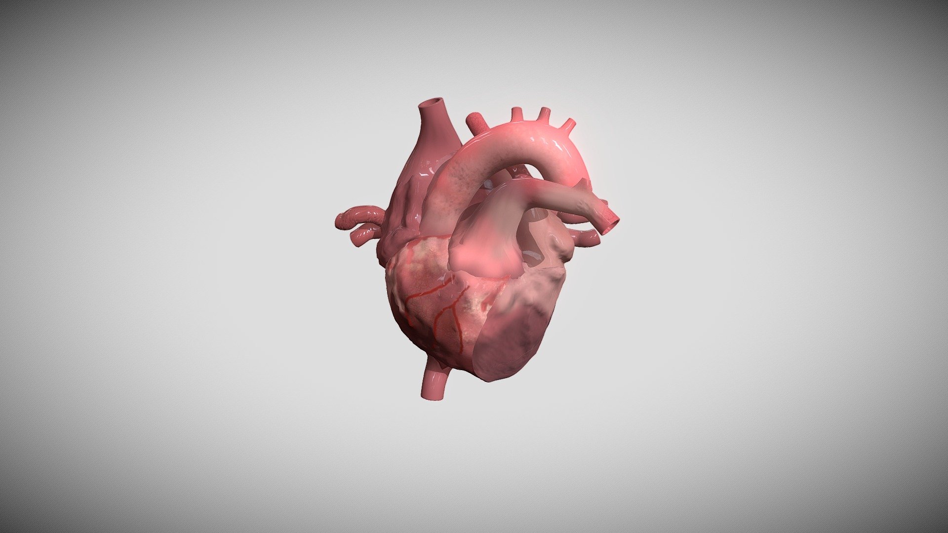 Human heart - Download Free 3D model by Freddan755 (@Freddan755