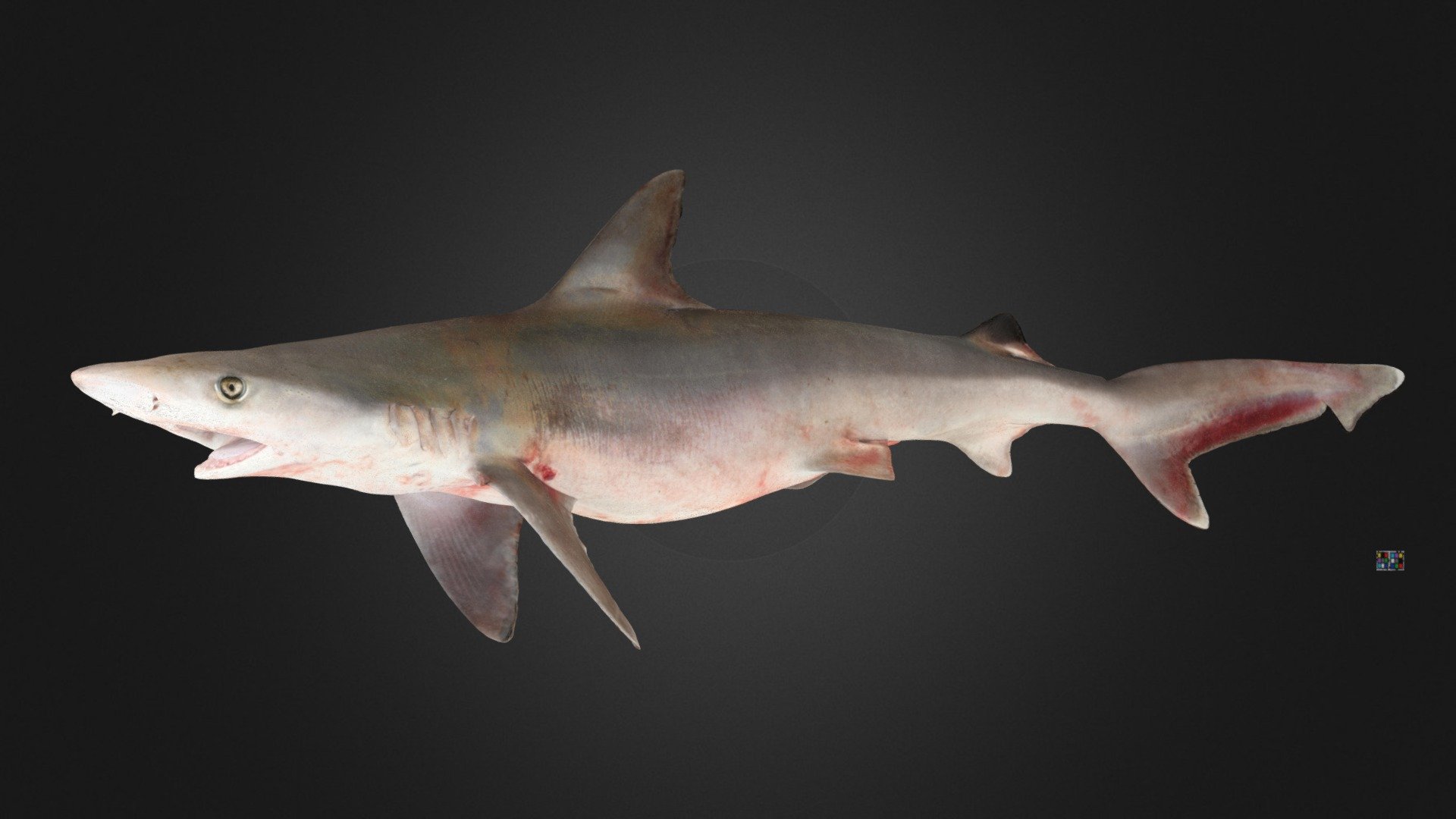 CC0 スミツキザメ 🦈 ♂ Indonesian Whaler Shark - Download