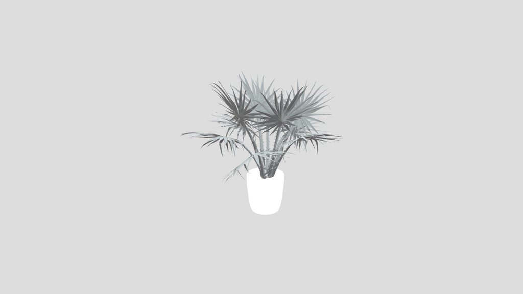 Caraday Palm Med Pot