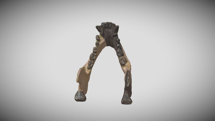 Aegyptopithecus Mandible 3D Model