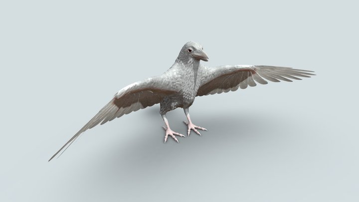 White Crow 3D Model