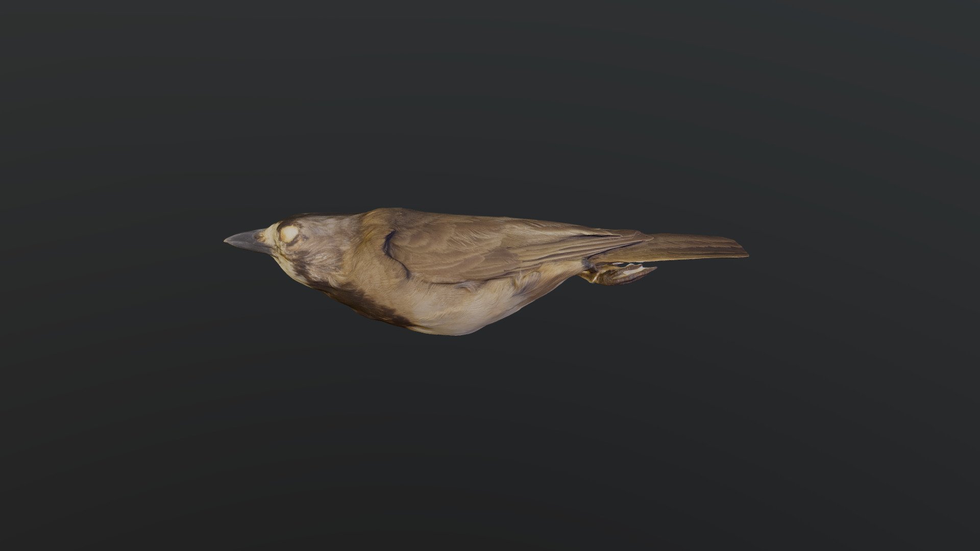 Crested Bellbird - Oreoica gutturalis
