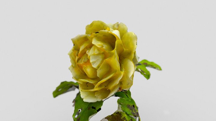 Yellow rose – Modello 3D gratuito STL